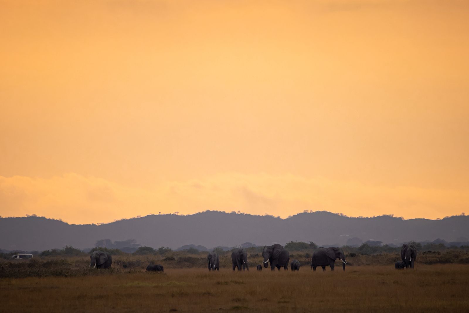 Kenya Safari - Masai Mara
