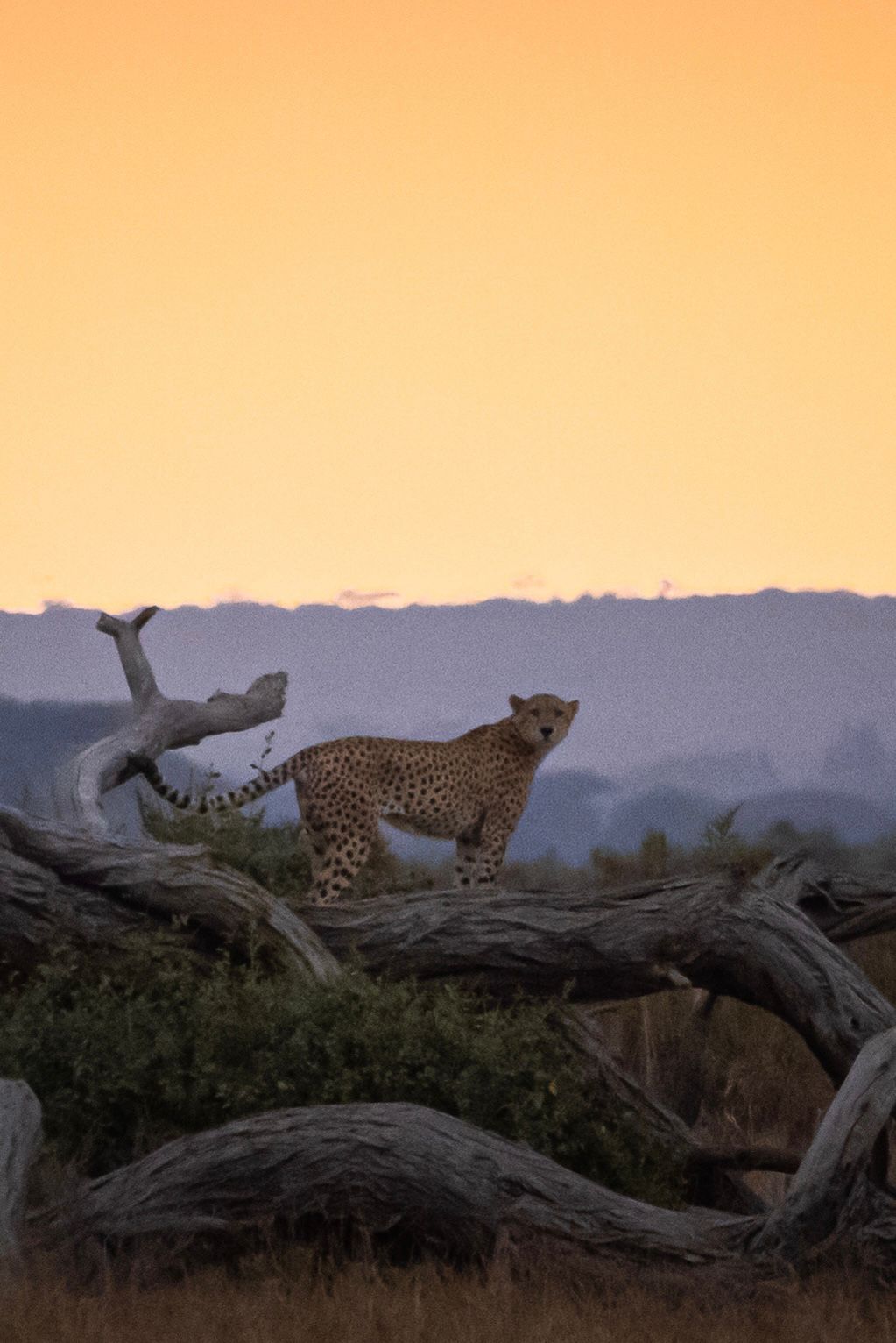 Tanzania Safari - Serengeti