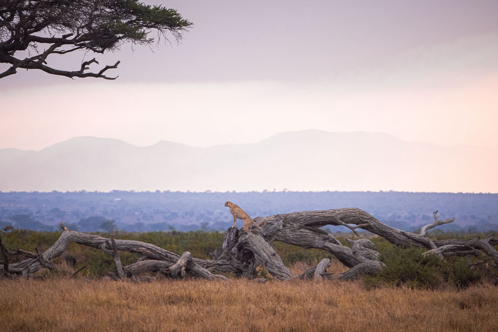 Kenya & Tanzania Combined Safari